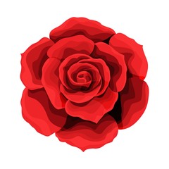 Rose hand drawing and colored. A blossoming rosebud. Vector illustration.