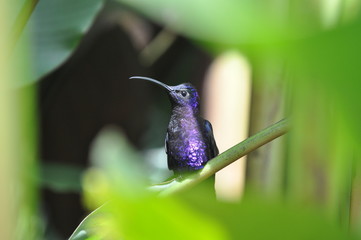 Colibri mauve et noir, Costa Rica