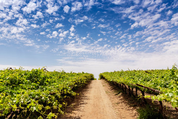 Naklejka premium Dirt road in a green vineyard