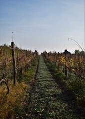Obraz premium red wine grapes in the vineyard