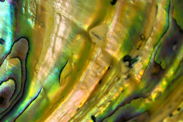 Abstract background of extreme close up of the rainbow of colors in an Abalone shell