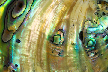 Abstract background of extreme close up of the rainbow of colors in an Abalone shell