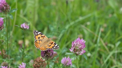 Butterfly on a red clover flower on a clover field.