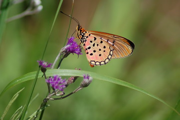 butterfly on flower