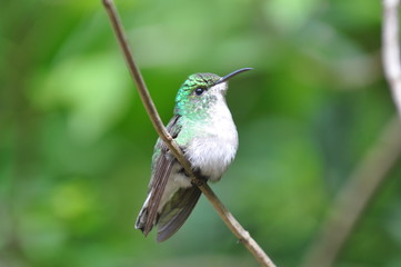 Colibri vert, Costa Rica