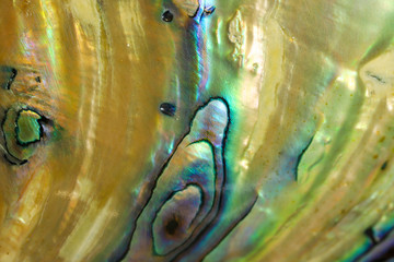 Abstract background of extreme close up of the rainbow of colors in an Abalone shell