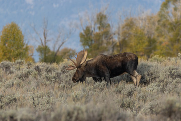 Bull Shiras Moose in Autumn in Wyoming
