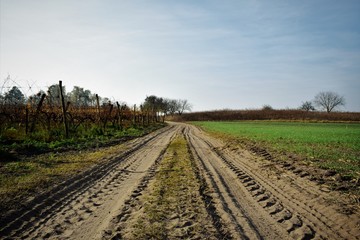 Fototapeta na wymiar tracks in the field