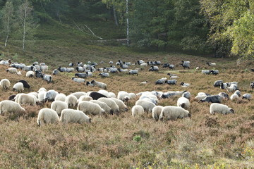 Fischbek Heath, Hamburg
