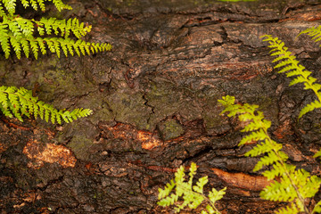 Environment tree bark after the rain with copy space