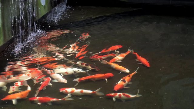 Koi fish pond footage with small waterfall and dark background