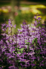 Fototapeta premium Purple flower and blur background in the garden, vintage tone filter