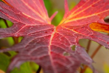 Autumn maple leaves lie on the ground.