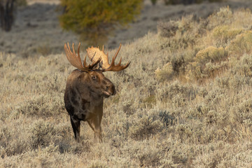 Bull Shiras Moose in Autumn in Wyoming