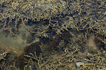 Wasserpflanze im Wasser schwimmend