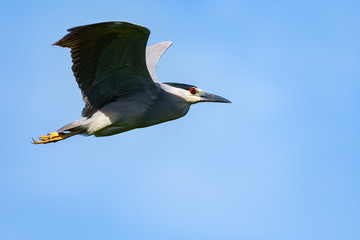A Black-crowned Night Heron in flight agaisnt a blue sky.