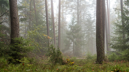 Forest in the fog with pines, deciduous trees and firs. Soil overgrown with moss and ferns
