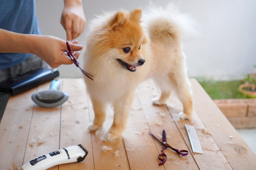 Male groomer haircut Pomeranian dog on the table of outdoor. process of final shearing of a dog's hair with scissors. salon for dogs.