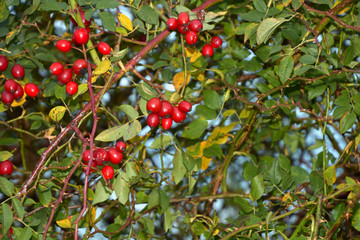 bright red hips with leaves and thorns on rose bush, dog rose bush in autumn