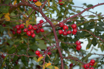 wild dog rose bush with red berries close-up view, red hips with leaves and thorns