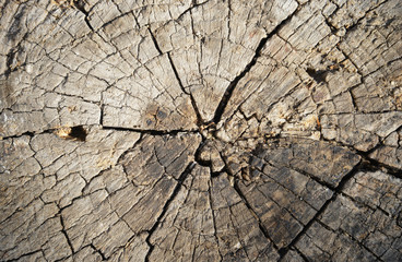 cross section of tree trunk
