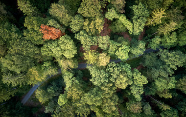 Aufnahme eines Waldes im Spätsommer im Taunus mit einem Waldweg und einem sterbenden Baum