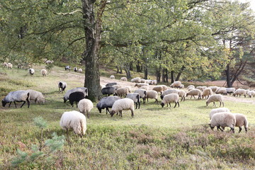 Fischbek Heath, Hamburg