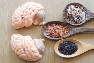 variety of rice and human brain anatomy model with healthy concept