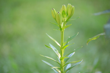 Lilie Seeds Outdoor