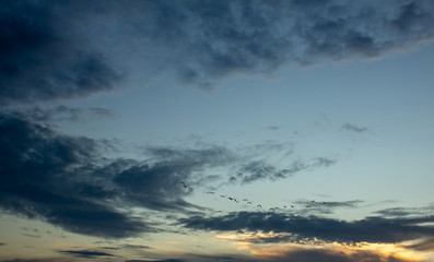Fototapeta premium Beautiful view of the sky with birds flying during sunset