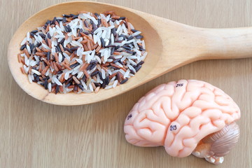 variety of rice and human brain anatomy model with healthy concept