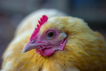 Buff Ophington looks side way