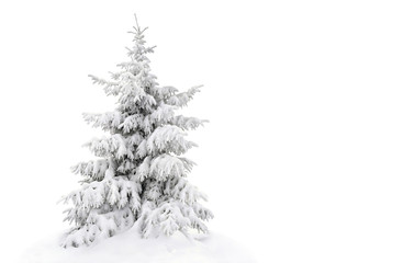 Fir tree covered snow on white background with space for text - Powered by Adobe