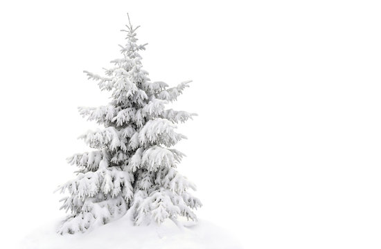 Fir tree covered snow on white background with space for text