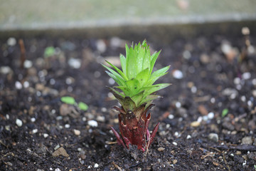 Red Babyplant Lilie © Susi Pang