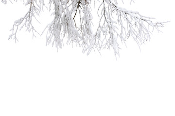 Twigs tree covered snow on a white background with space for text