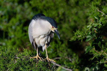 A Black-crowned Night Heron perched at the rookery.