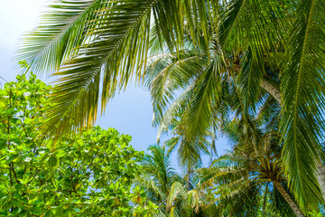 Obraz premium Beach summer vacation holidays background with coconut palm tree