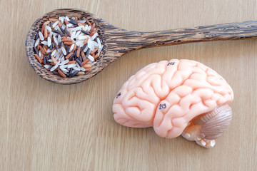 variety of rice and human brain anatomy model with healthy concept