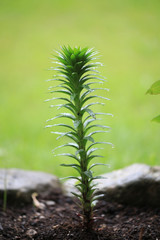Lilium ‘Casa Blanca’