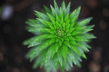 Gardening Lilie © Susi Pang