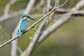 Obraz premium 止まり木のカワセミ