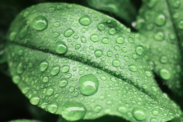 Water drops on green leaf. Close up. Dew after rain