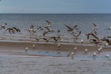 Sea gulls at sea in the water and in the sky in late autumn.
