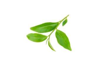 Green tea leaf isolated on white background