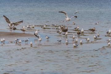 Sea gulls at sea in the water and in the sky in late autumn.