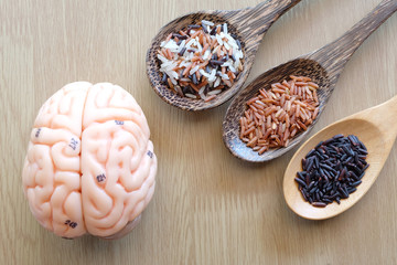 variety of rice and human brain anatomy model with healthy concept