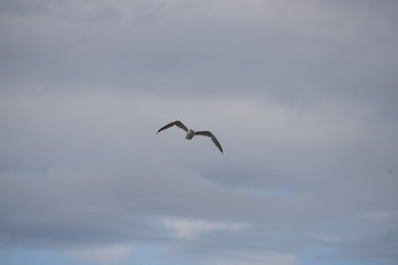 Sea gulls at sea in the water and in the sky in late autumn.