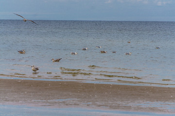Sea gulls at sea in the water and in the sky in late autumn.