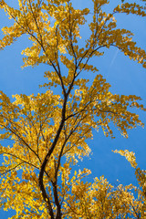 colorful forest in autumn season